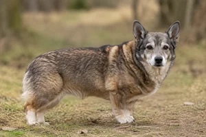 Swedish Vallhund — senior