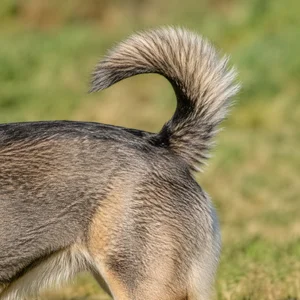 Swedish Vallhund — tail