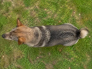 Swedish Vallhund — top