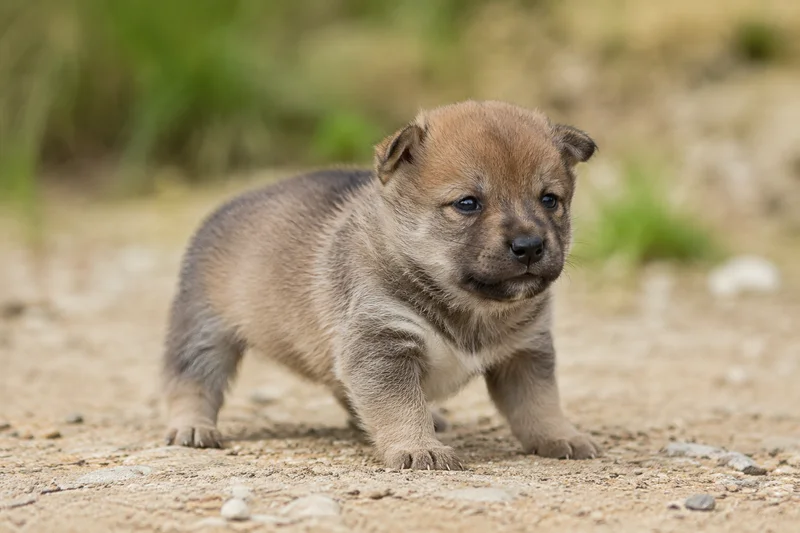 Swedish Vallhund — young puppy (~1 mo)