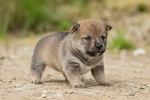 Swedish Vallhund — young puppy (~1 mo)