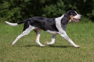 Swiss Hound — running