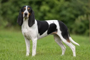 Swiss Hound — adult