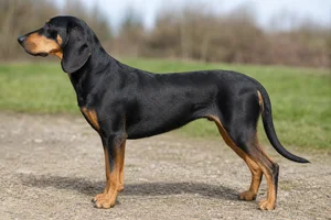 Swiss Hound — Black and tan coat