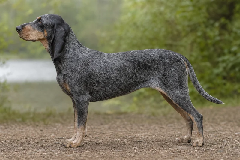 Swiss Hound — Blue speckled with black and tan coat