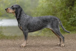 Swiss Hound — Blue speckled with black and tan coat