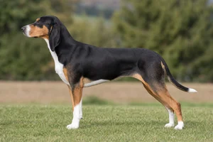 Swiss Hound — Tricolor coat