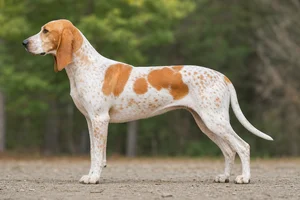 Swiss Hound — White with orange patches coat