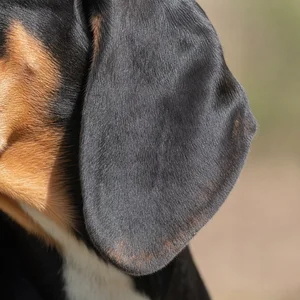 Swiss Hound — ears