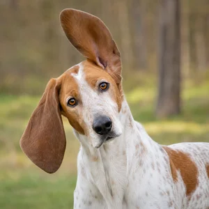 Swiss Hound — alert