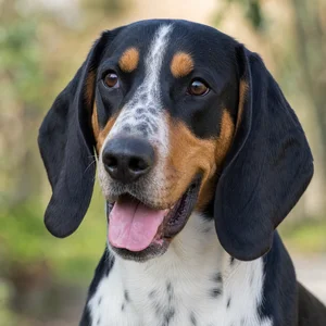 Swiss Hound — happy