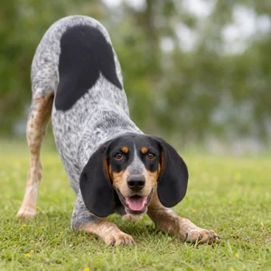 Swiss Hound — playful