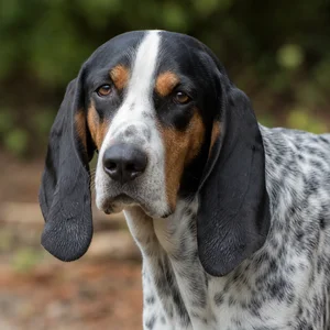 Swiss Hound — relaxed