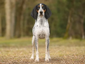 Swiss Hound — front