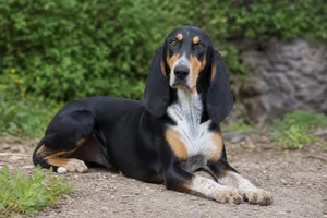 Swiss Hound — lying down