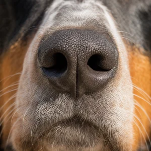 Swiss Hound — nose