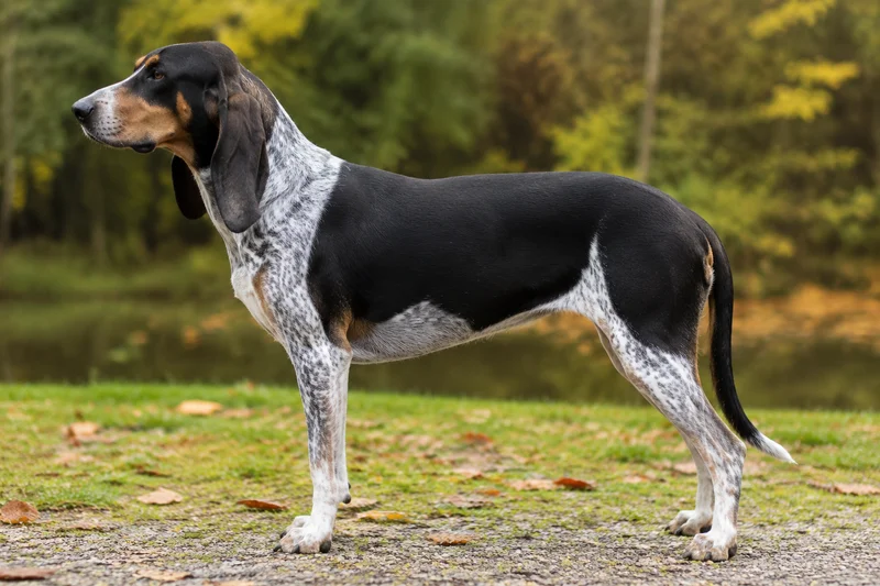 Swiss Hound — side
