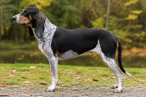 Swiss Hound dog