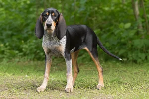 Swiss Hound — puppy (~4 mo)