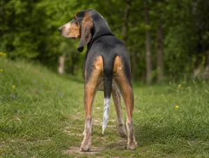 Swiss Hound — rear