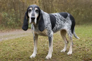 Swiss Hound — senior