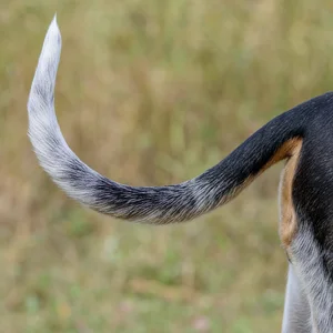 Swiss Hound — tail