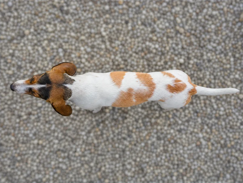 Swiss Hound — top