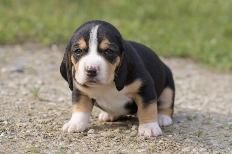 Swiss Hound — young puppy (~1 mo)