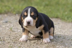 Swiss Hound — young puppy (~1 mo)