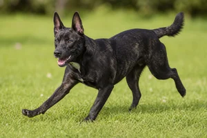 Taiwan Dog — running