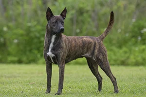 Taiwan Dog — adult