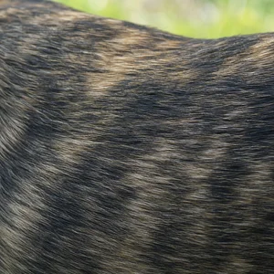 Taiwan Dog — coat texture