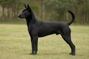 Taiwan Dog — Black coat