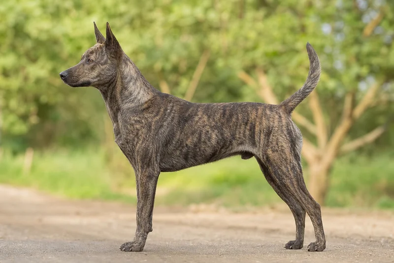 Taiwan Dog — Brindle coat