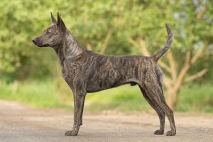 Taiwan Dog — Brindle coat