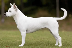 Taiwan Dog — White coat