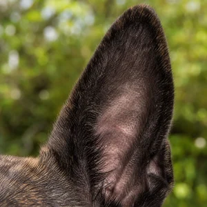Taiwan Dog — ears