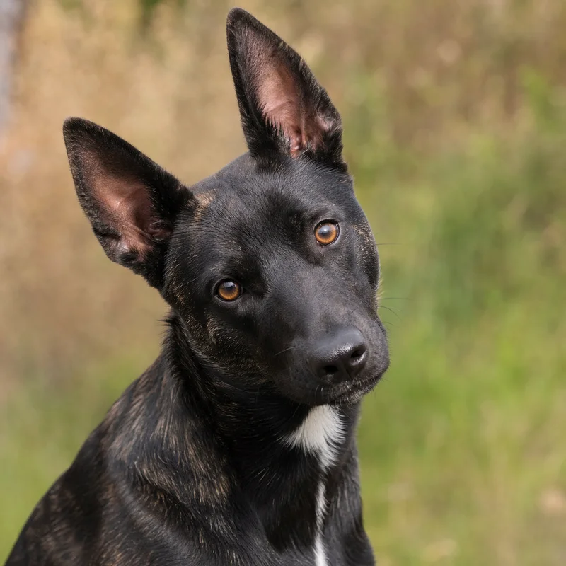 Taiwan Dog — alert