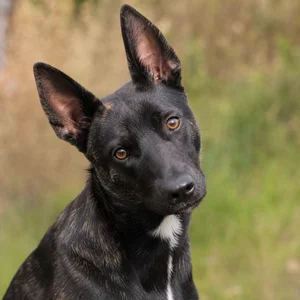 Taiwan Dog — alert