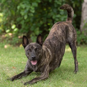 Taiwan Dog — playful