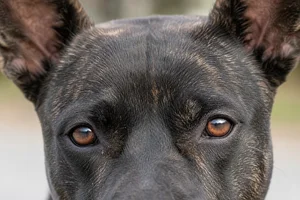 Taiwan Dog — eyes