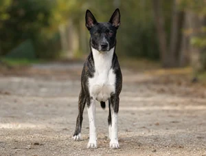 Taiwan Dog — front