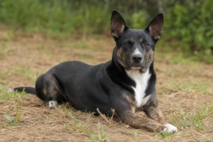 Taiwan Dog — lying down