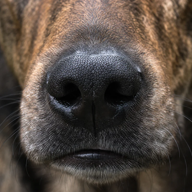 Taiwan Dog — nose