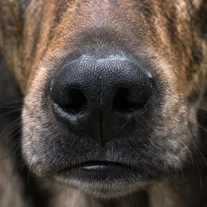 Taiwan Dog — nose
