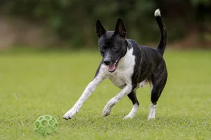 Taiwan Dog — playing