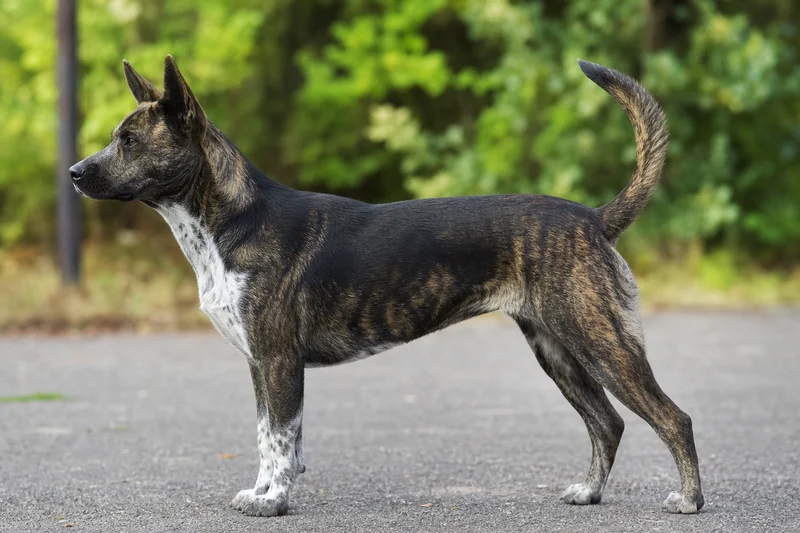 Taiwan Dog — side