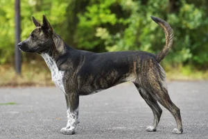 Taiwan Dog dog
