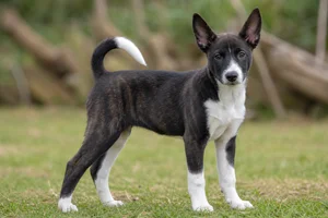 Taiwan Dog — puppy (~4 mo)