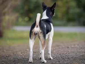 Taiwan Dog — rear